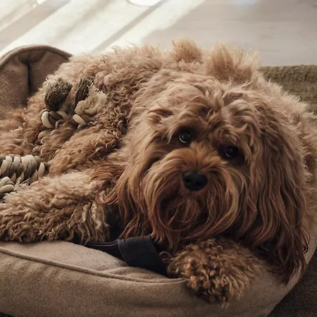 A1 - Zwei Bäder&terrasse Im Pine Hill *