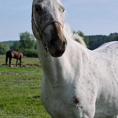 A1 - Zwei Bäder&terrasse Im Pine Hill * Zirchow